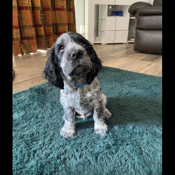 Cocker Spaniel (Working &amp; Show) - Both