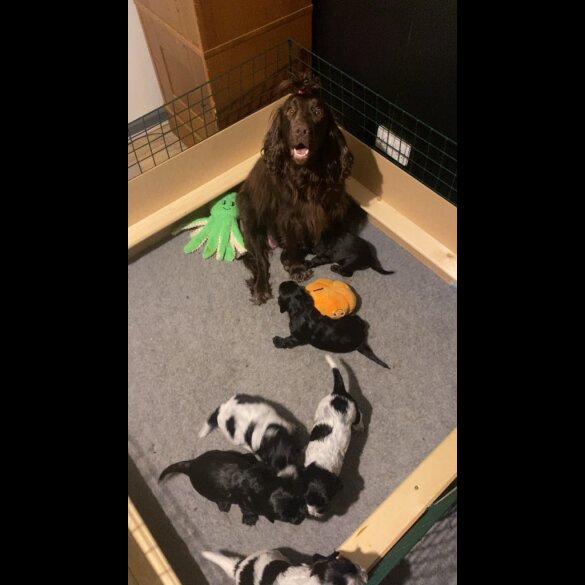 Cocker Spaniel (Working &amp; Show) - Both