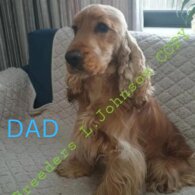 Cocker Spaniel (Working &amp; Show) - Both