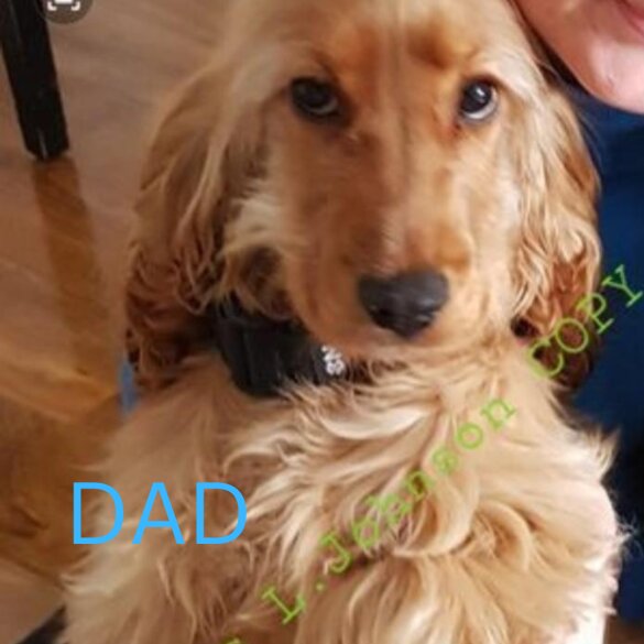 Cocker Spaniel (Working &amp; Show) - Both