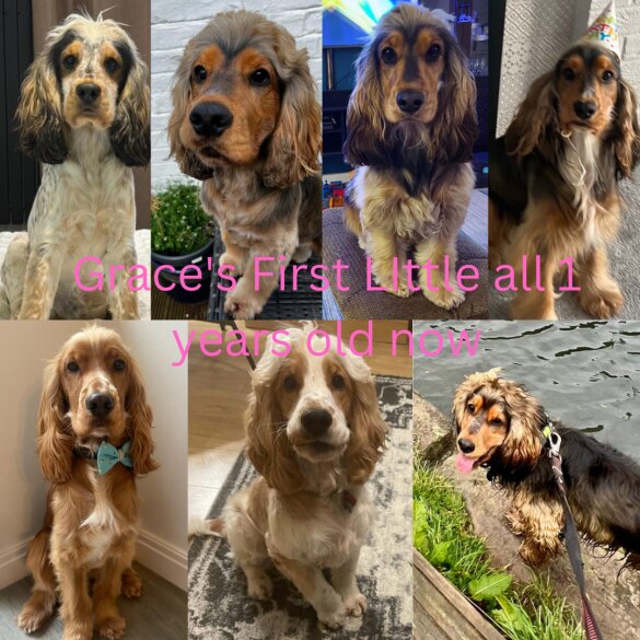 Cocker Spaniel (Working &amp; Show) - Both