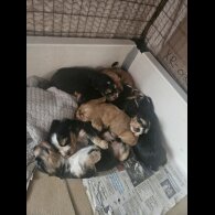 Cocker Spaniel (Working &amp; Show) - Both