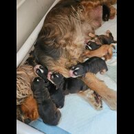 Cocker Spaniel (Working &amp; Show) - Both