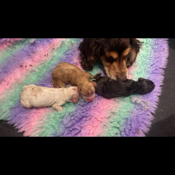 Cocker Spaniel (Working &amp; Show) - Both