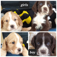 Cocker Spaniel (Working &amp; Show) - Both