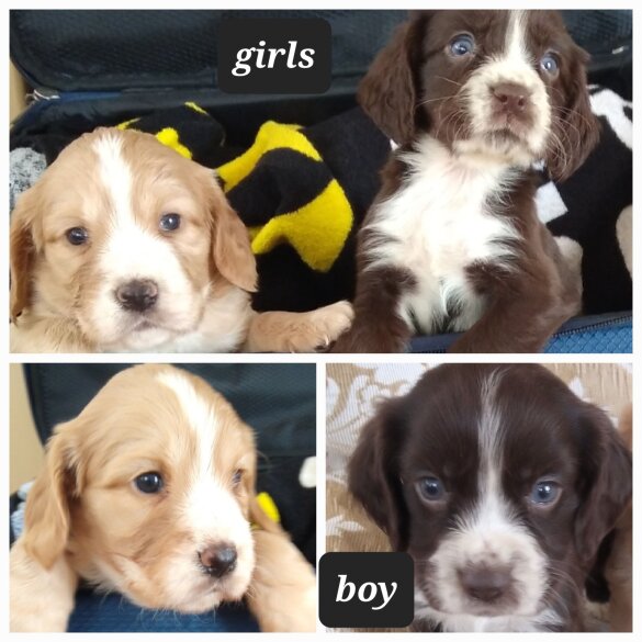 Cocker Spaniel (Working &amp; Show) - Both