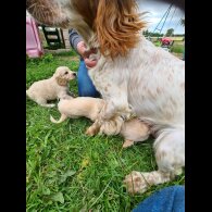 Cocker Spaniel (Working &amp; Show) - Dogs