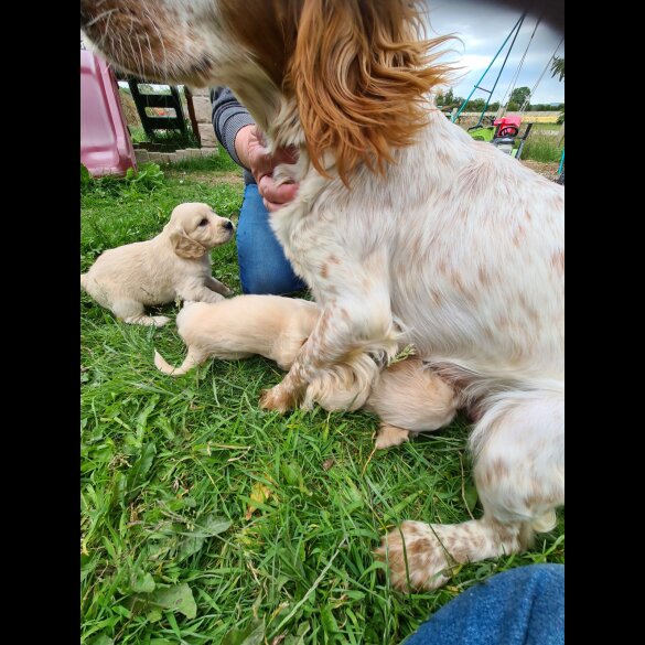 Cocker Spaniel (Working &amp; Show) - Dogs
