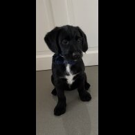 Cocker Spaniel (Working &amp; Show) - Dogs