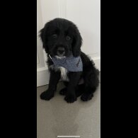 Cocker Spaniel (Working &amp; Show) - Dogs