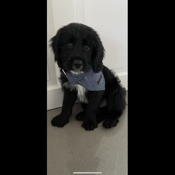 Cocker Spaniel (Working &amp; Show) - Dogs