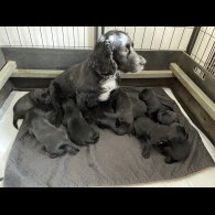 Cocker Spaniel (Working &amp; Show) - Dogs