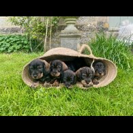 Dachshund (Standard &amp; Miniature) - Both