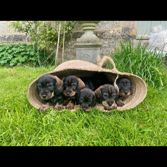 Dachshund (Standard &amp; Miniature) - Both