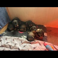 Dachshund (Standard &amp; Miniature) - Both