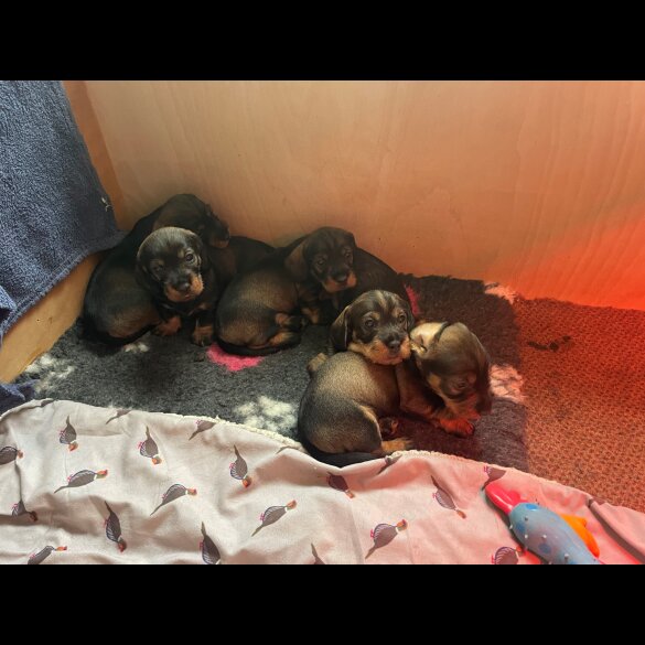 Dachshund (Standard &amp; Miniature) - Both