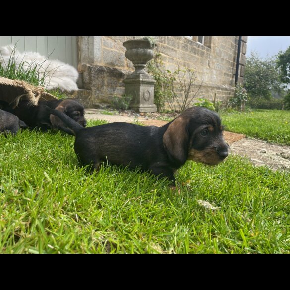 Dachshund (Standard &amp; Miniature) - Both