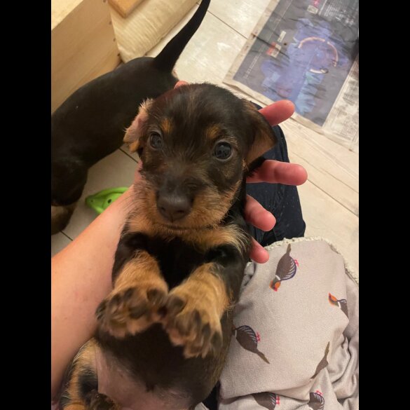 Dachshund (Standard &amp; Miniature) - Both