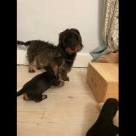Dachshund (Standard &amp; Miniature) - Both