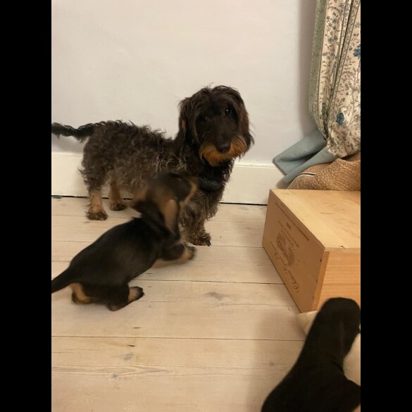 Dachshund (Standard &amp; Miniature) - Both