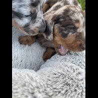 Dachshund (Standard &amp; Miniature) - Bitches