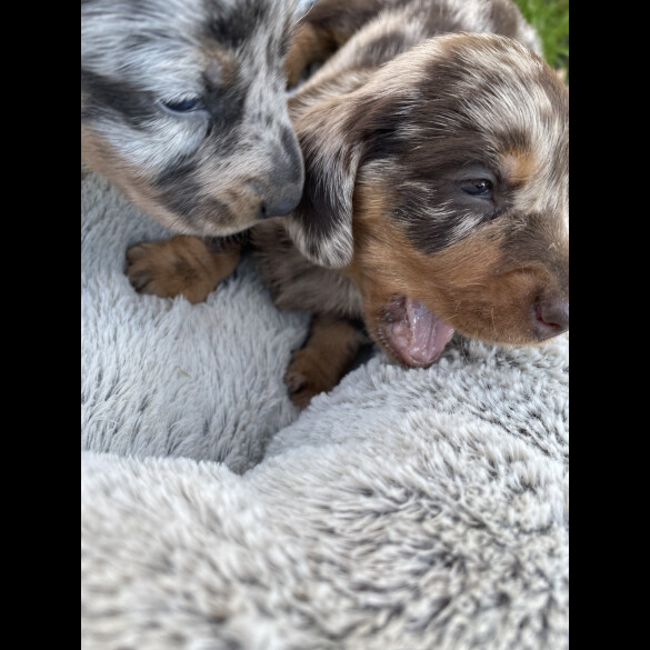 Dachshund (Standard &amp; Miniature) - Bitches