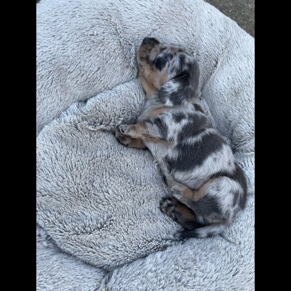 Dachshund (Standard &amp; Miniature) - Bitches