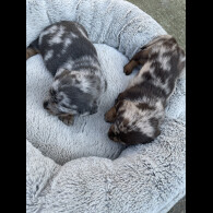 Dachshund (Standard &amp; Miniature) - Bitches
