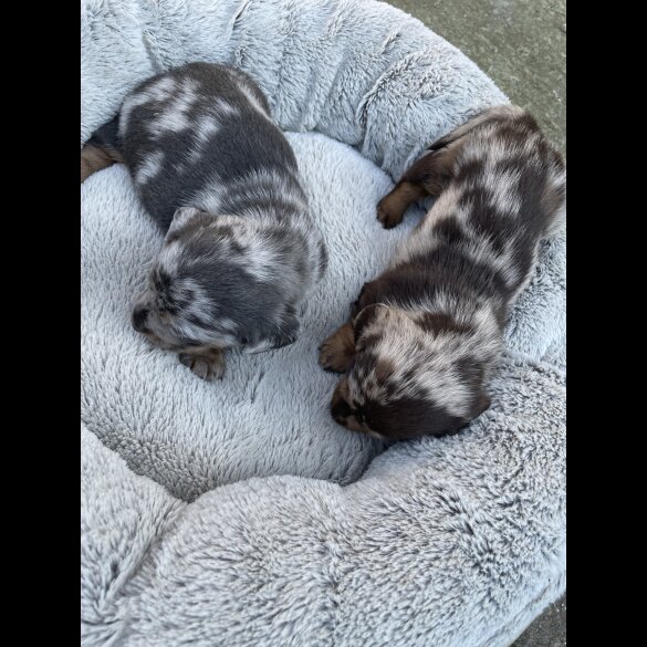 Dachshund (Standard &amp; Miniature) - Bitches