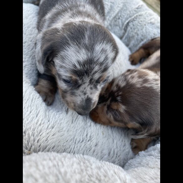 Dachshund (Standard &amp; Miniature) - Bitches