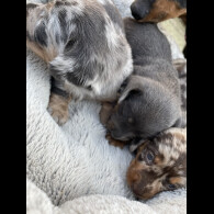 Dachshund (Standard &amp; Miniature) - Bitches