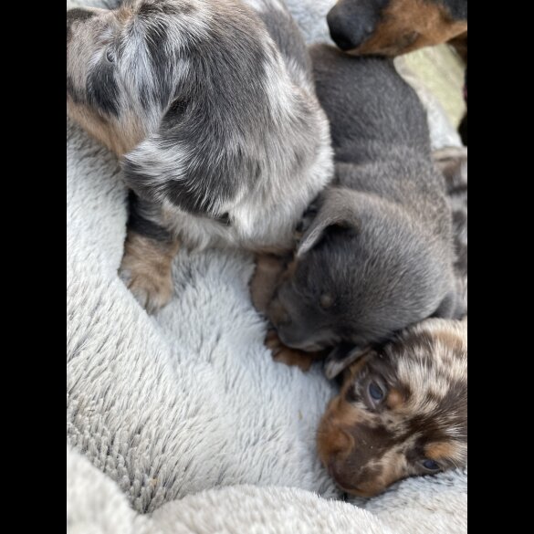 Dachshund (Standard &amp; Miniature) - Bitches