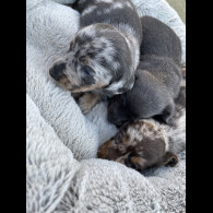 Dachshund (Standard &amp; Miniature) - Bitches