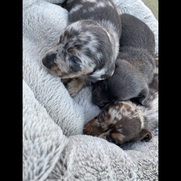 Dachshund (Standard &amp; Miniature) - Bitches