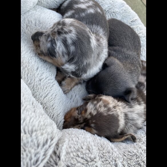 Dachshund (Standard &amp; Miniature) - Bitches