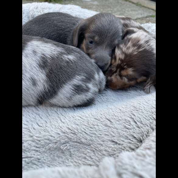 Dachshund (Standard &amp; Miniature) - Bitches