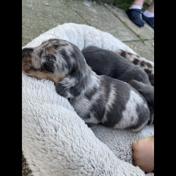 Dachshund (Standard &amp; Miniature) - Bitches