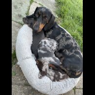 Dachshund (Standard &amp; Miniature) - Bitches