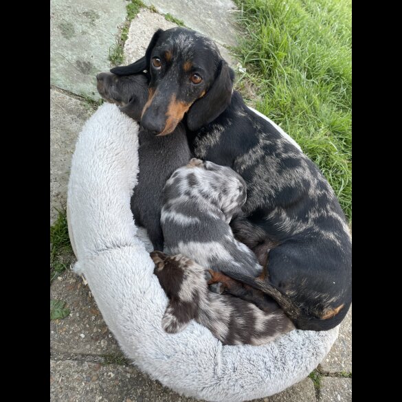 Dachshund (Standard &amp; Miniature) - Bitches
