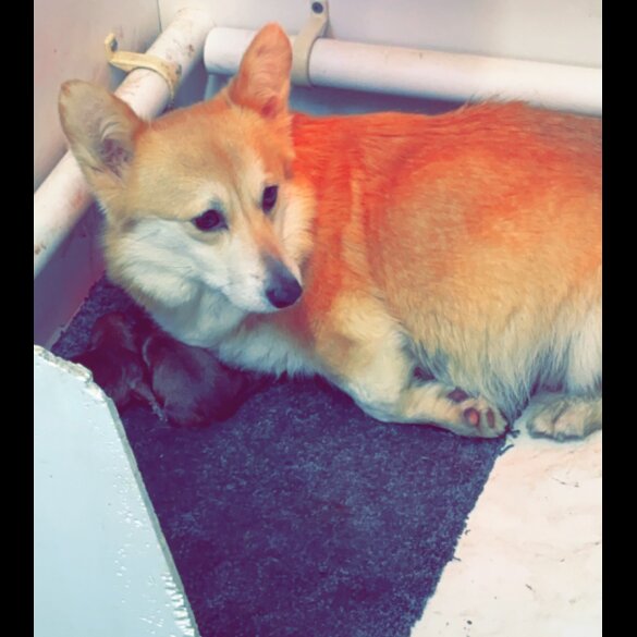 Mixed Breed - Both