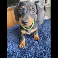 Dachshund (Standard &amp; Miniature) - Both