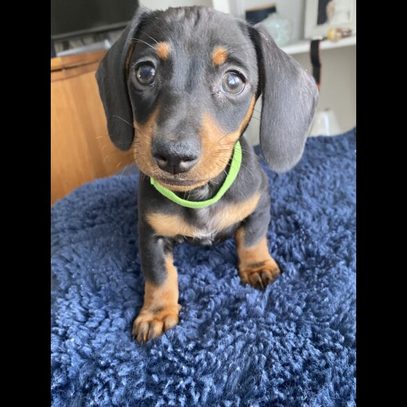 Dachshund (Standard &amp; Miniature) - Both