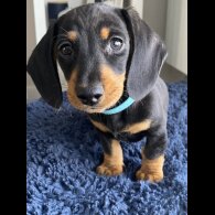 Dachshund (Standard &amp; Miniature) - Both