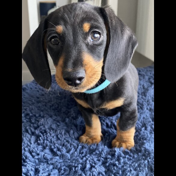 Dachshund (Standard &amp; Miniature) - Both