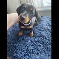 Dachshund (Standard &amp; Miniature) - Both