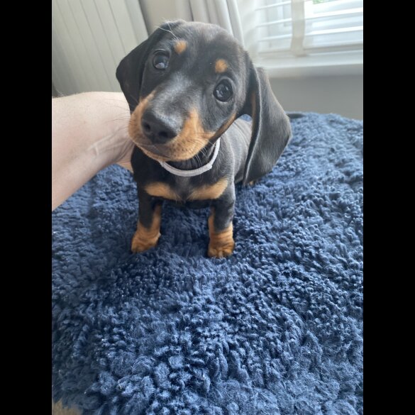 Dachshund (Standard &amp; Miniature) - Both