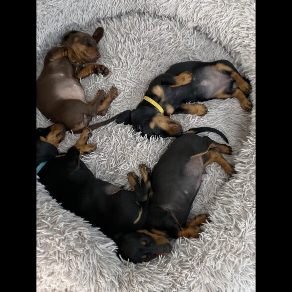 Dachshund (Standard &amp; Miniature) - Both