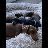 Dachshund (Standard &amp; Miniature) - Both