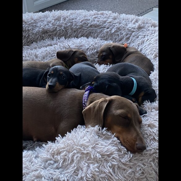 Dachshund (Standard &amp; Miniature) - Both