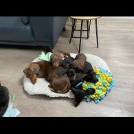 Dachshund (Standard &amp; Miniature) - Both